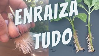 9 ENRAIZADORES Naturais PODEROSOS para as plantas [upl. by Quinta]