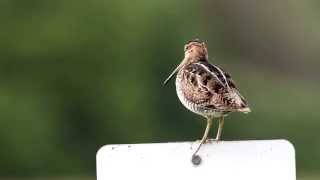 Wilsons Snipe Calling Out [upl. by Gnart]