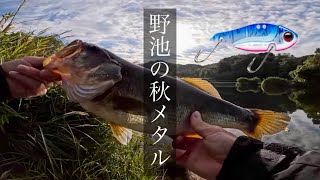 【秋のバス釣り】野池で秋メタルをやったら50UP見参！ [upl. by Mic]