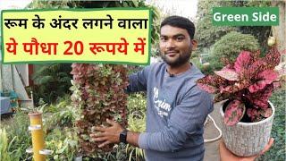 Polka Dot Plant आपके रूम को बना देगा सुंदर मिल रहा सिर्फ 20 रूपये में कैसे रखें ख्याल ये भी देखिए। [upl. by Oran]