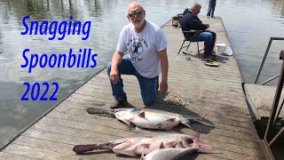 Spoonbill Snagging Warsaw Missouri 2022 [upl. by Venetia]