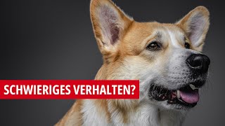 das problem mit schwierigem verhalten beim hund  ist der mensch [upl. by Aneleh]