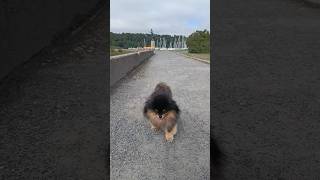 Adorable little dog walking funny 🤣🤣🤣😍😍😍 [upl. by Ainahtan]