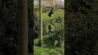 Gibbon annoying a Moorhen [upl. by Manfred]