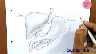 Liver diagram Histology of Liver by Ammara [upl. by Idrahs]