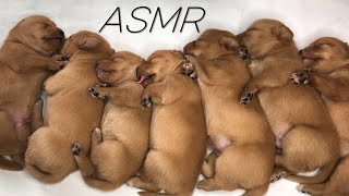 ASMR SLEEPING WITH PUPPIES 🐶｜NEWBORN PUPPY [upl. by Amena]