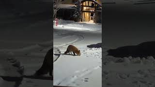 A foxes tale wildlife fox animals animal love life colorado beautiful like comment 100 [upl. by Festatus]