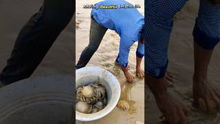 Rescue mission saving 50 jellyfish returned to their sea saving jellyfish fishing shorts [upl. by Ardua]