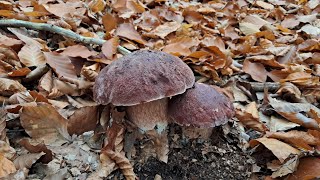 După hribi în pădurea mare de foioase hribi roșiatici am dat de ei 🍄🍄💪🏻😱 [upl. by Meensat]