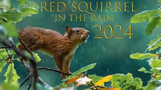 Red Squirrel  2024  quotA DAY IN THE RAINquot [upl. by Natalya178]