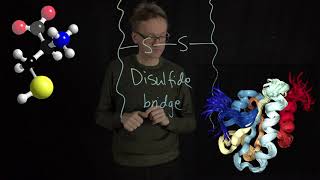 Lecture 05 concept 13 Cysteine can form disulfide bridges [upl. by Ailasor224]