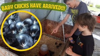 BABY CHICKS HAVE ARRIVED [upl. by Ellives]