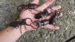 GIANT Lucanus cervus  Stag Beetle  Hirschkäfer [upl. by Ahsitam]