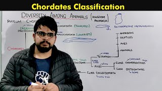 Classification of Chordates Kingdom Animalia [upl. by Orlina]