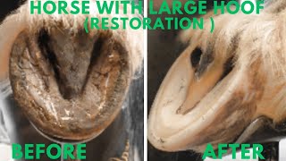 Shire Horse Complete restoration Shire Horse Restoration Compilation shirehorse huge massivehoof [upl. by Eniger398]