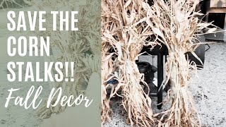 Corn Stalks For Fall Decorations From My Garden  Zero Waste [upl. by Ataner]