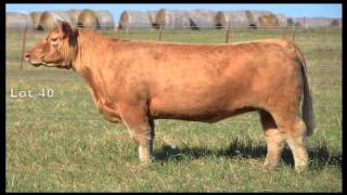 Glover Cattle  Summer Showcase Sale Commercial [upl. by Suoivatra]