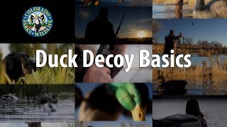 Duck Decoy Basics [upl. by Bonnell220]