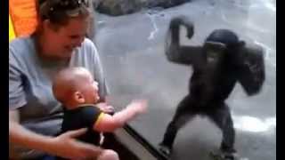 Baby hat Spass mit Affe im Zoo [upl. by Leighland]