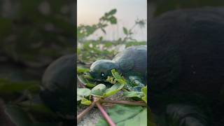 OMG 😱Avocado Tortoise 🐢 trending craftideas avocado malayalam tortoise craftideas voiceover [upl. by Ingelbert702]