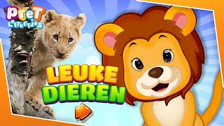 Dieren leren met Meo de Leeuw  Aflevering 1 De Leeuw  Dieren filmpjes met Dierentuin Dieren [upl. by Euqinotna]