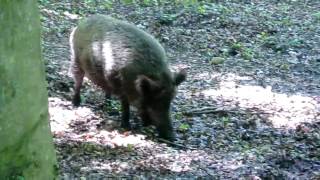 Wildschweine im Wildgehege Glücksburg [upl. by Kirt]