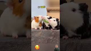 Like video 👍for these cute rabbits Shorts world [upl. by Chancellor]