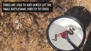 Western Diamondback Rattlesnake Capture and Release in Anthem Arizona [upl. by Navarro]