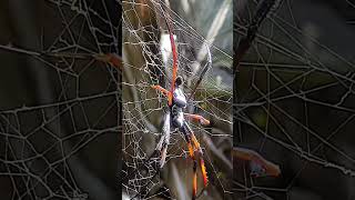 😱 MÂLE ou FEMELLE Néphile  😱 terrario halloween spider nature madagascar animals bug bugs [upl. by Nodal15]