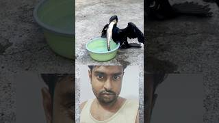 Cormorant Bird 🐦 🐠 Eating shorts short fish shortvideo reaction [upl. by O'Doneven]