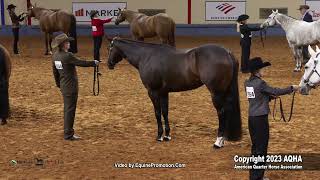 2023 AQHA World Championship Show Select Performance Halter Geldings [upl. by Etnuad]