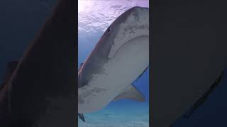 Tiger shark passes closely over diver at Tiger Beach Bahamas shorts diving underwater [upl. by Ikkela]