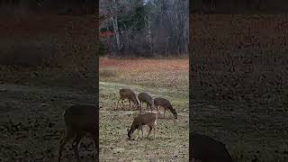 “Hungry Herd Deer Foraging for a Feast” nature wildlife deer [upl. by Clinton]