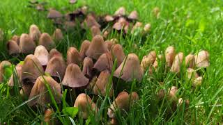 colony of mushrooms on green lawn [upl. by Timms]