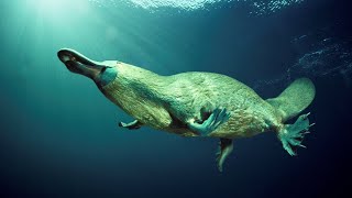 quotThe Enigmatic Platypus Natures Quirkiest Marvelquot [upl. by Ha237]