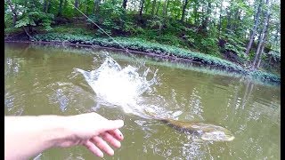 Pike on the Fly THICK River Fish [upl. by Nabila]