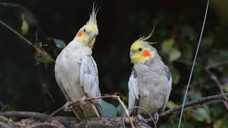 Calopsita Cantando Parabéns para Você  ASSOBIO CALOPSITA [upl. by Adina]