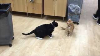 An example of normal feline play behavior [upl. by Doretta538]