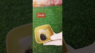 Nazbo🍁seeds🍁harvestinggardengoalsshortsvideosviralvideo [upl. by Liatrice]