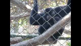 Duet Song of Siamang Gibbons Symphalangus syndactylus Schmutzer Primate Center [upl. by Adda]