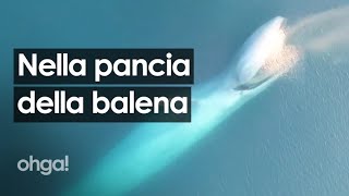 I video dal drone della balenottera azzurra ecco come fa a mangiare lanimale più grande del mondo [upl. by Husch]