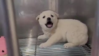 Scared Puppy Crying Continuously for 4 Days In The Vet amp Miraculous Change After Being Cuddled [upl. by Vokaay]