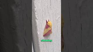 Beautiful rose maple leaf moth heartwarming animallover pets loveanimals [upl. by Rafaelita895]