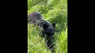 Black Bear Walks in Tall Grass  Ketchikan Alaska  Rainforest Wildlife Sanctuary Tour [upl. by Thursby]