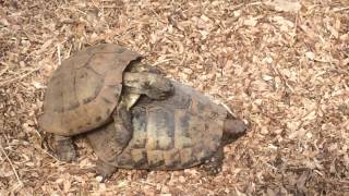 Turtles mating noise [upl. by Emelita]