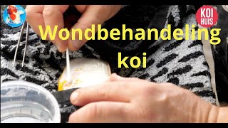 WONDBEHANDELING BIJ KOI [upl. by Parnell]