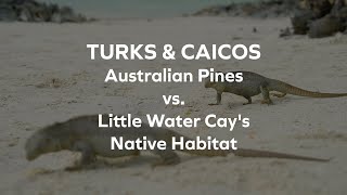 Uninvited Guest Australian Pines vs Little Water Cays Native Habitat  Turks amp Caicos Islands [upl. by Melnick693]