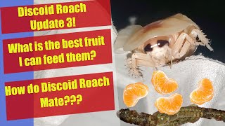 Discoid Roach Breeding Guide  Part 3  Discoid Roaches Mating  Discoid Roach [upl. by Wasserman873]