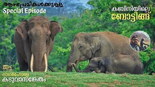 Kabini Boat Safari  JLR Package Ep 2  Elephant Special Story [upl. by Marabel]