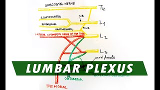 Anatomy  Lumbar Plexus [upl. by Tiffanie]